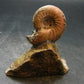 Pyritized Ammonite Fossil On Pyrite Matrix From Russia 150 MYO - 2.7" - 95.04 Grams