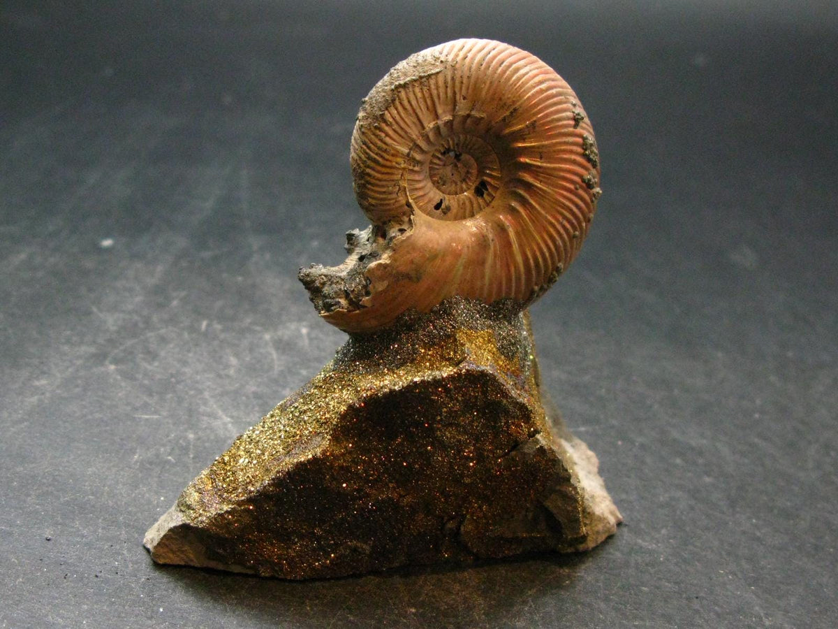 Pyritized Ammonite Fossil On Pyrite Matrix From Russia 150 MYO - 2.7" - 95.04 Grams