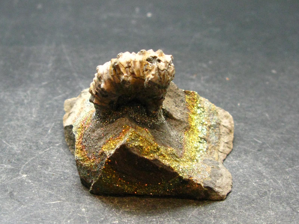Pyritized Ammonite Fossil On Pyrite Matrix From Russia 150 MYO - 1.4" - 56.69 Grams