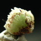 Very Rare Phosphophyllite Crystal From Bolivia - 0.6" - 1.98 Grams