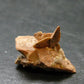 Rare Herderite Cluster from Brazil - 0.6" - 1.18 Grams