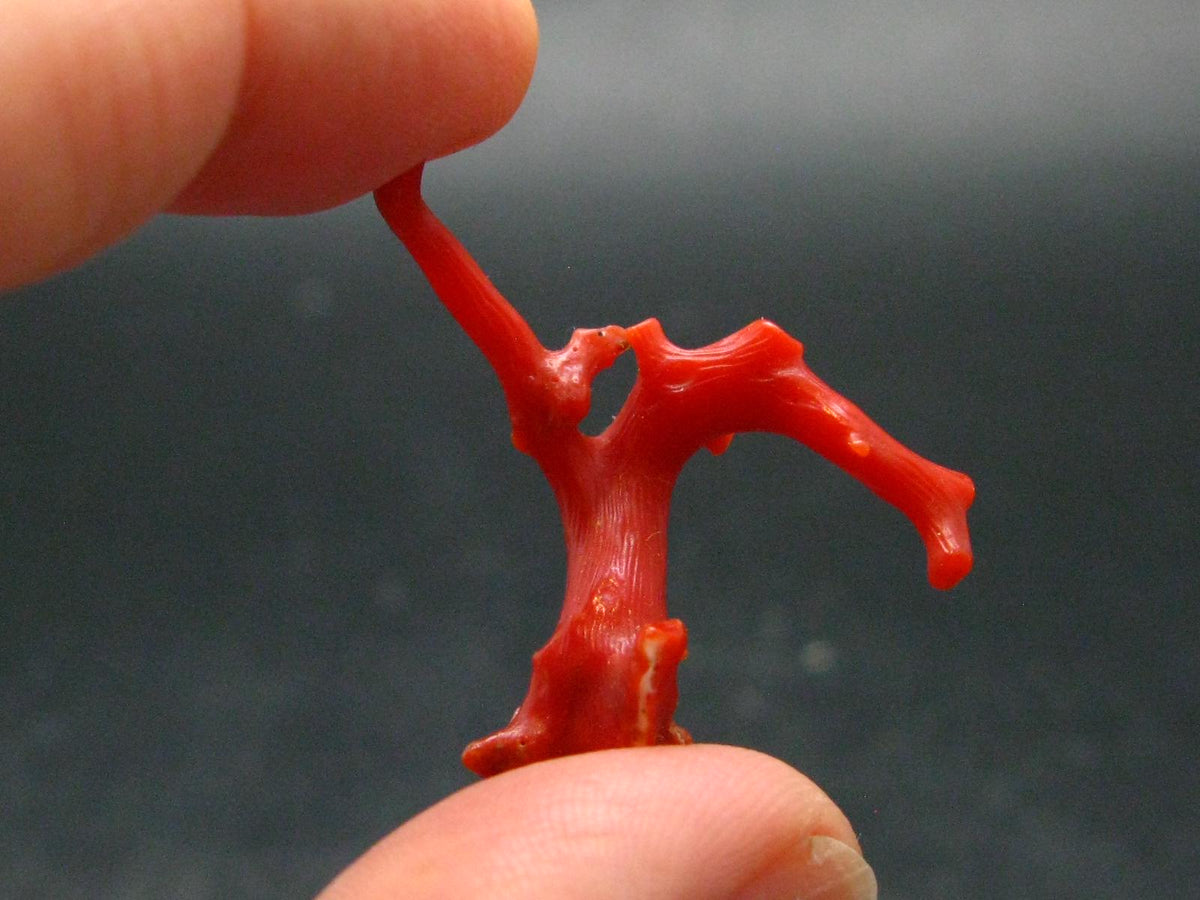 Rare Natural Red Coral From Italy - 1.3" - 1.84 Grams