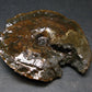 Ammolite Ammollite Fossil From Alberta Canada - 3.2" - 94.57 Grams