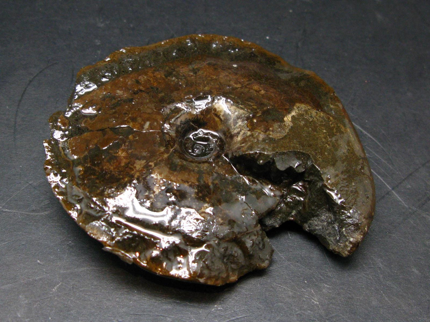 Ammolite Ammollite Fossil From Alberta Canada - 3.2" - 94.57 Grams