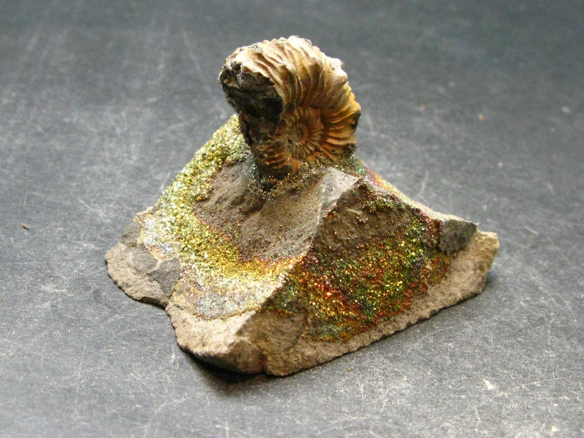 Pyritized Ammonite Fossil On Pyrite Matrix From Russia 150 MYO - 1.4" - 56.69 Grams
