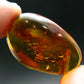 Insects in Amber Piece From Baltic Sea - 5.10 Grams - 1.4"