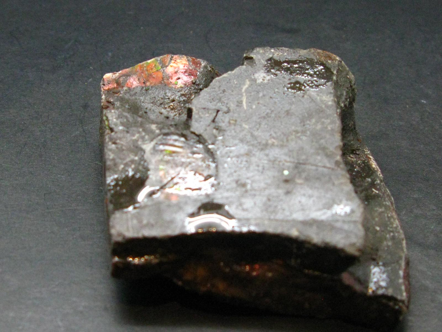 Ammolite Ammollite Fossil From Alberta Canada - 2.6" - 92.83 Grams