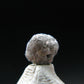 Rare Genuine Diamond Crystal From Congo - 0.70 Carats