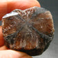 Andalusite Chiastolite Crystal From China - 1.3" - 25.43 Grams