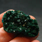 Very Nice Dioptase Cluster from Congo - 1.5" - 7.73 Grams