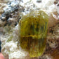 Museum Golden Apatite Cluster From Mexico - 2.2"