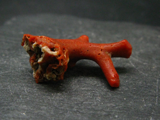 Rare Natural Red Coral From Italy - 1.4" - 5.31 Grams