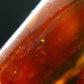 Insects in Amber Piece From Baltic Sea - 5.78 Grams - 1.2"