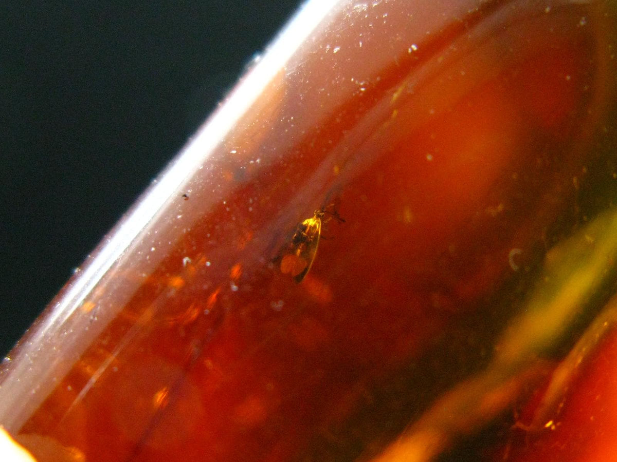 Insects in Amber Piece From Baltic Sea - 5.78 Grams - 1.2"