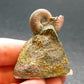 Pyritized Ammonite Fossil On Pyrite Matrix From Russia 150 MYO - 1.7" - 35.80 Grams