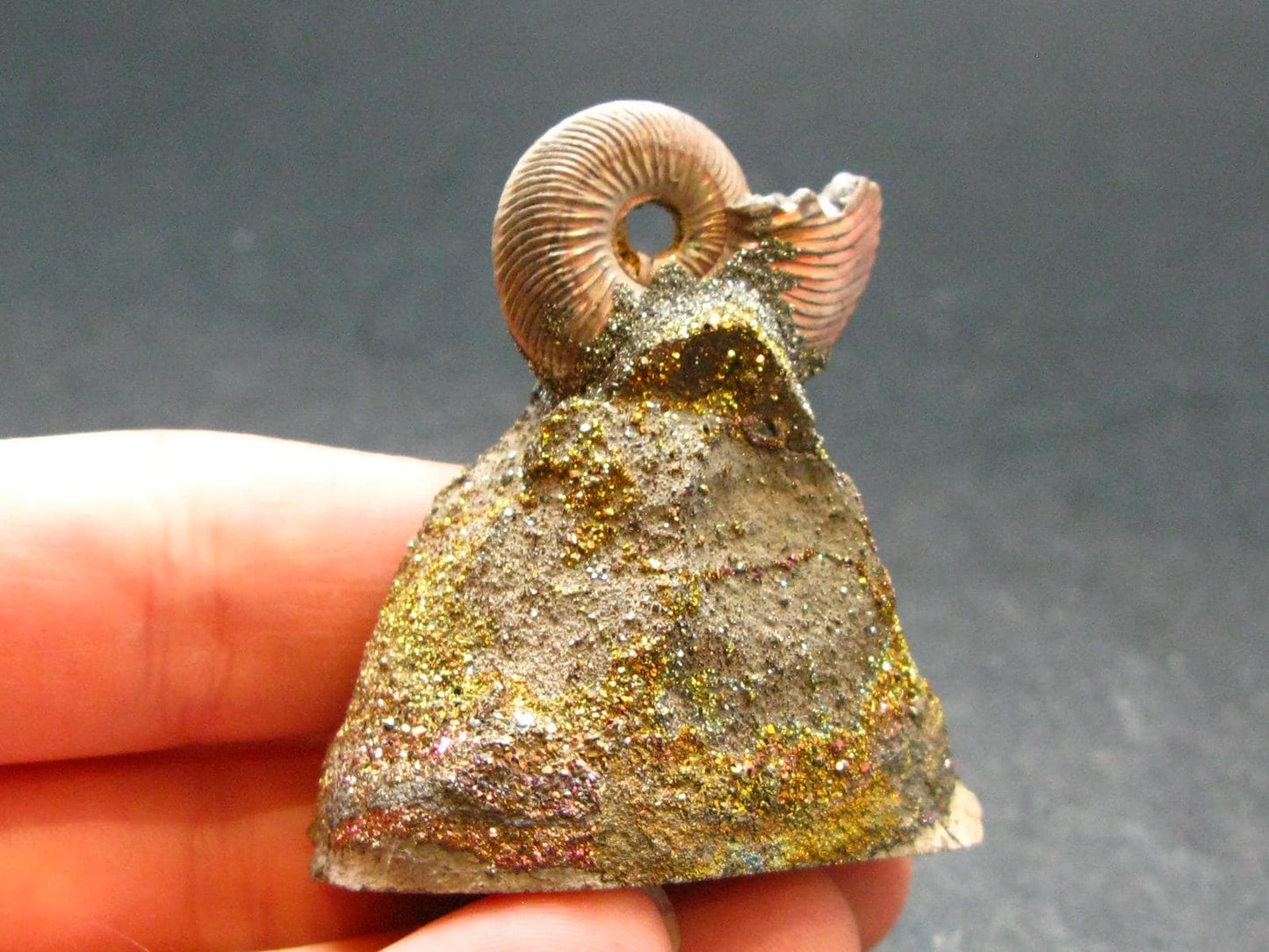 Pyritized Ammonite Fossil On Pyrite Matrix From Russia 150 MYO - 1.7" - 35.80 Grams