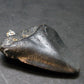Megalodon Shark Tooth 7 MYO Silver Pendant From S. Carolina USA - 1.9"