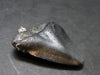 Megalodon Shark Tooth 7 MYO Silver Pendant From S. Carolina USA - 1.9"