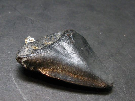 Megalodon Shark Tooth 7 MYO Silver Pendant From S. Carolina USA - 1.9"