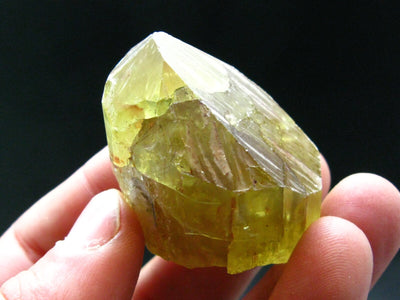 Large Gem Golden Apatite Crystal From Mexico - 1.8"