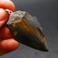 Megalodon Shark Tooth 7 MYO Silver Pendant From S. Carolina USA - 2.3"