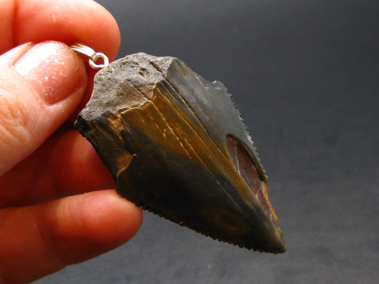 Megalodon Shark Tooth 7 MYO Silver Pendant From S. Carolina USA - 2.3"