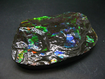 Ammolite Ammollite Fossil From Alberta Canada - 4.1" - 305.1 Grams