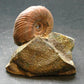 Pyritized Ammonite Fossil On Pyrite Matrix From Russia 150 MYO - 2.5" - 119.55 Grams