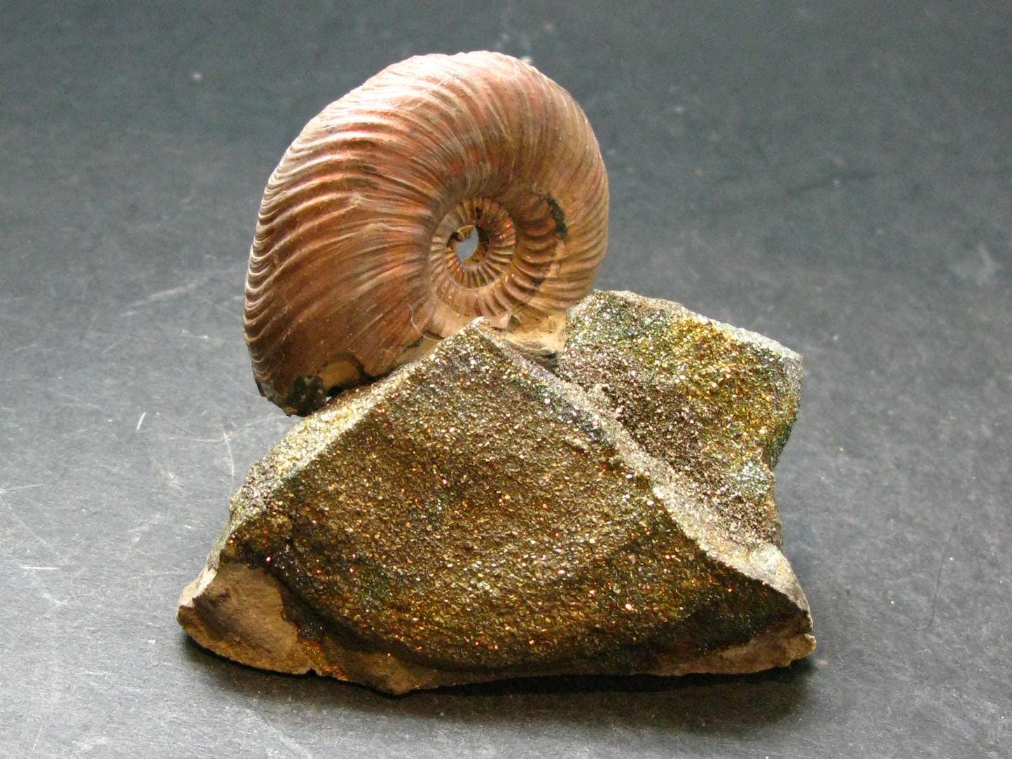 Pyritized Ammonite Fossil On Pyrite Matrix From Russia 150 MYO - 2.5" - 119.55 Grams
