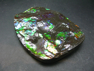 Ammolite Ammollite Fossil From Alberta Canada - 4.1" - 305.1 Grams