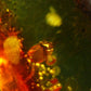 Insects in Amber Piece From Baltic Sea - 4.68 Grams - 1.6"