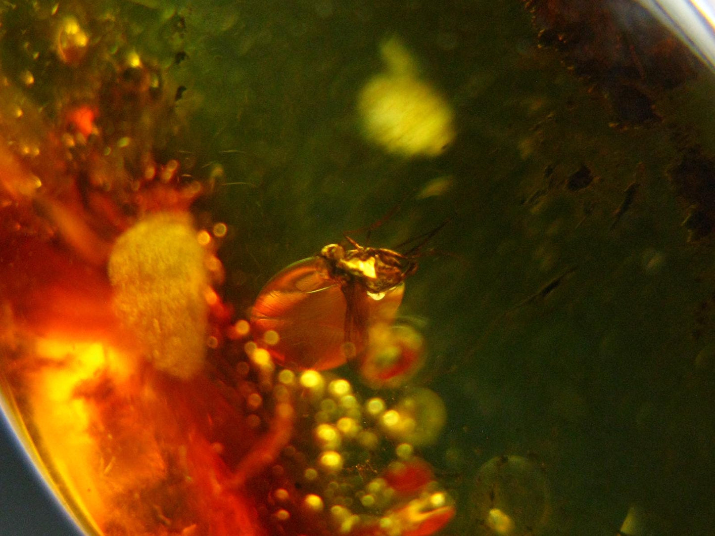 Insects in Amber Piece From Baltic Sea - 4.68 Grams - 1.6"