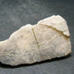 Phenakite Phenacite Polished Slice From Brazil - 36.55 Grams - 2.3"