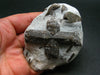 A Perfect Staurolite Crystal on Matrix from Russia - 3.4" - 164 Grams