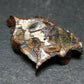 Large Sericho Meteorite Pallasite Olivine Slice From Kenya - 0.8" - 1.66 Grams