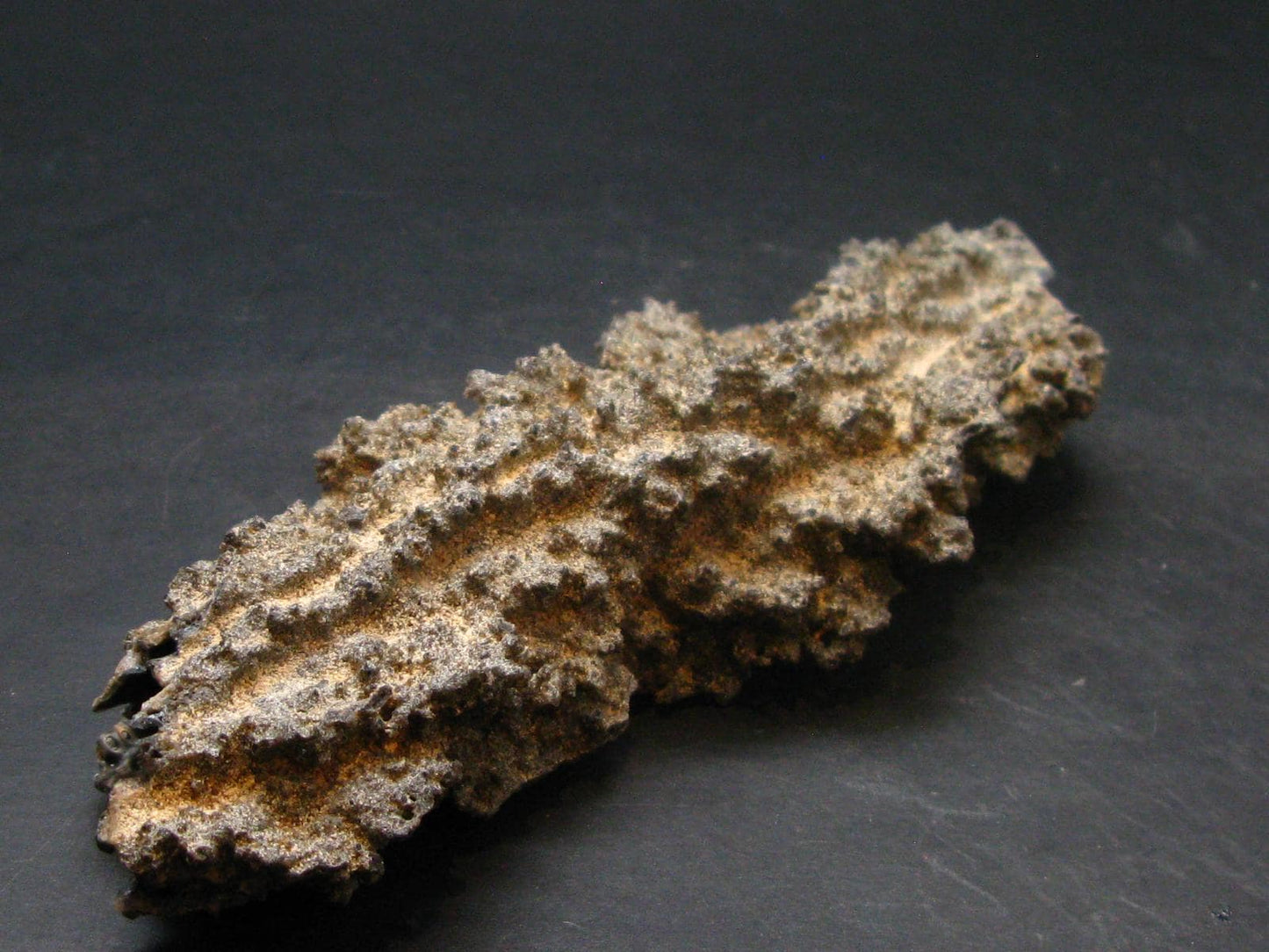 Large Fulgurite Lightning Rock From Sahara Desert - 6.2"
