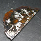 Large Brahin Meteorite Pallasite Olivine Slice From Belarus - 2.3" - 11.00 Grams