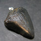 Megalodon Shark Tooth 7 MYO Silver Pendant From S. Carolina USA - 1.9"