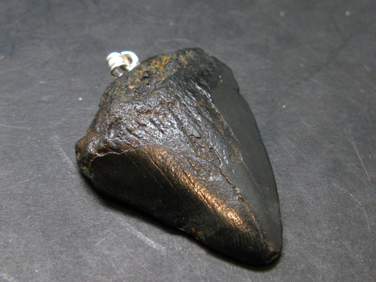 Megalodon Shark Tooth 7 MYO Silver Pendant From S. Carolina USA - 1.9"