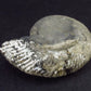 Pyritized Ammonite Fossil From Russia 150 MYO - 2.1" - 41.0 Grams