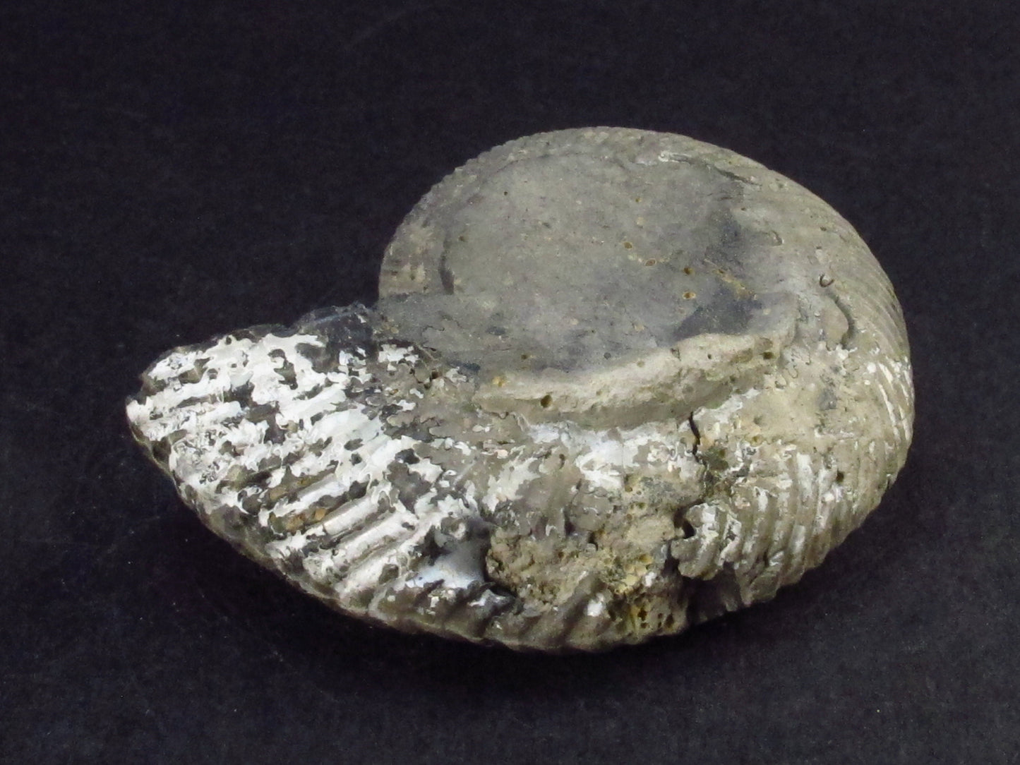 Pyritized Ammonite Fossil From Russia 150 MYO - 2.1" - 41.0 Grams