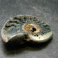 Pyritized Ammonite Fossil From Russia 150 MYO - 1.6" - 18.43 Grams