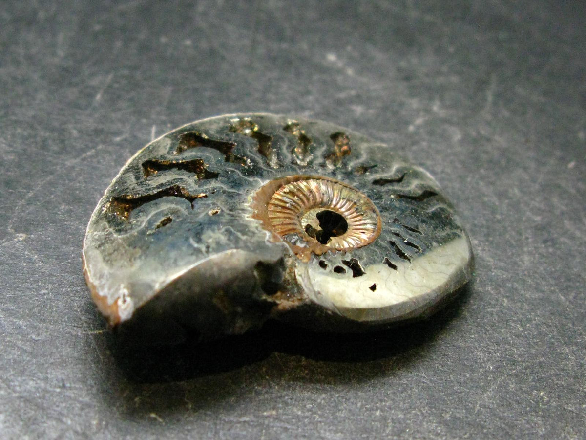 Pyritized Ammonite Fossil From Russia 150 MYO - 1.6" - 18.43 Grams