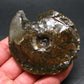 Ammolite Ammollite Fossil From Alberta Canada - 3.2" - 94.57 Grams