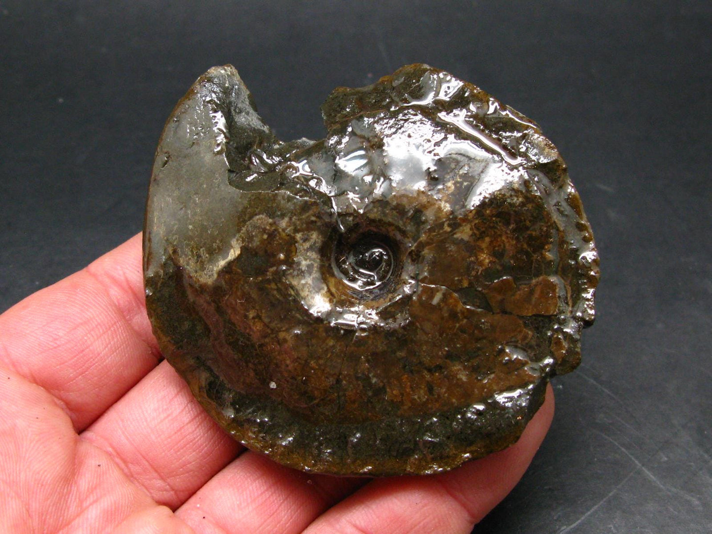 Ammolite Ammollite Fossil From Alberta Canada - 3.2" - 94.57 Grams