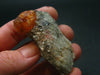 Rare Spessartine Spessartite Orange Garnet Crystal Cluster From Tanzania - 36.56 Grams - 2.1"