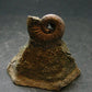 Pyritized Ammonite Fossil On Pyrite Matrix From Russia 150 MYO - 1.6" - 43.38 Grams