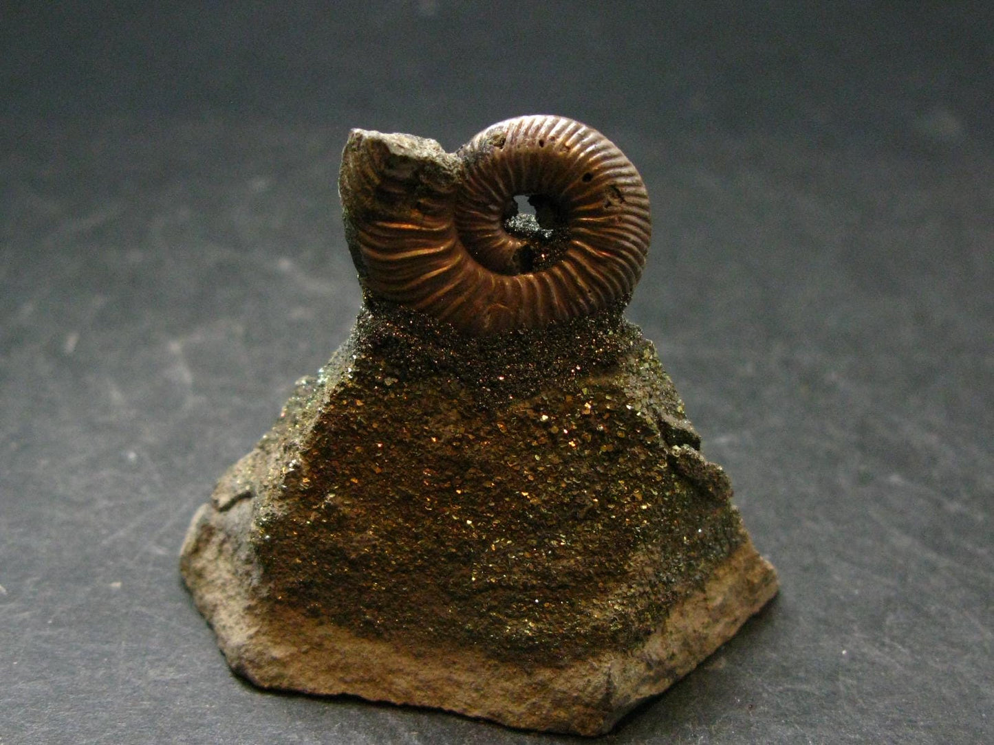 Pyritized Ammonite Fossil On Pyrite Matrix From Russia 150 MYO - 1.6" - 43.38 Grams
