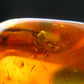 Insects in Amber Piece From Baltic Sea - 4.37 Grams - 1.1"