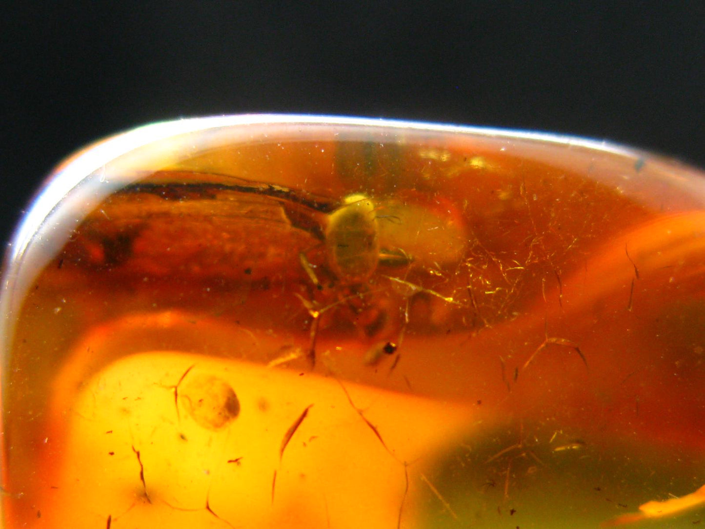 Insects in Amber Piece From Baltic Sea - 4.37 Grams - 1.1"